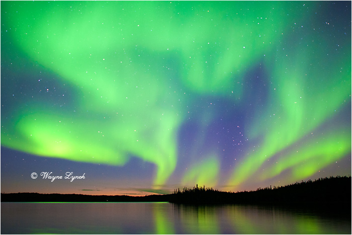 Aurora Borealis by Dr. Wayne Lynch &copy;